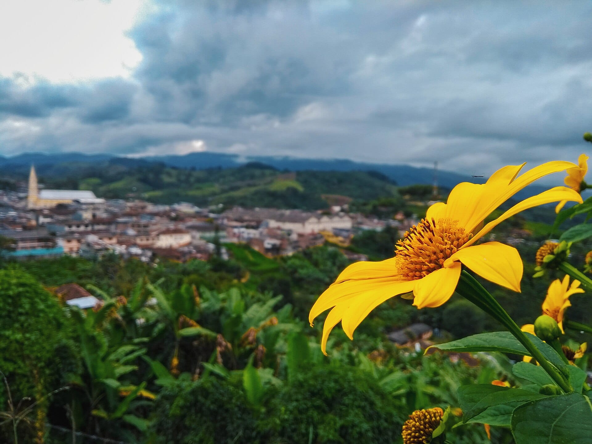 Vista previa de Una flor, el pueblo y la cordillera